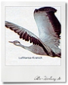 Lufthansa: Es sind nicht immer die bunten Vögel, die am besten fliegen (1974)